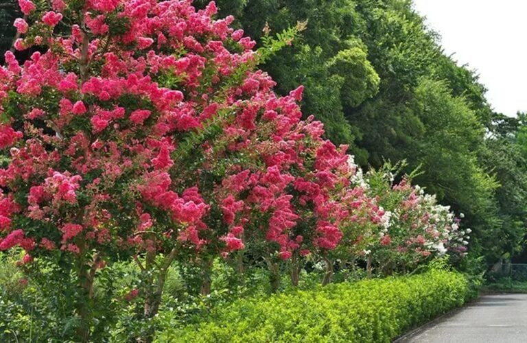 Read more about the article Hurricane Survival Tips for North Florida Trees