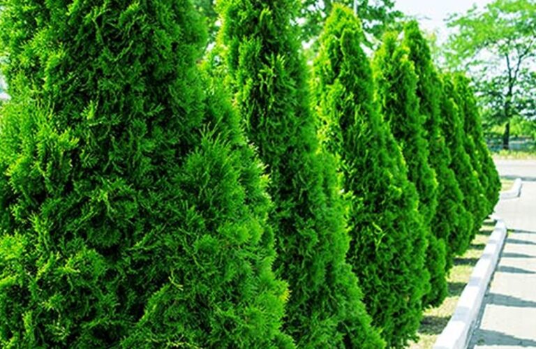 Read more about the article Tips for Caring for Thuja Green Giant Trees