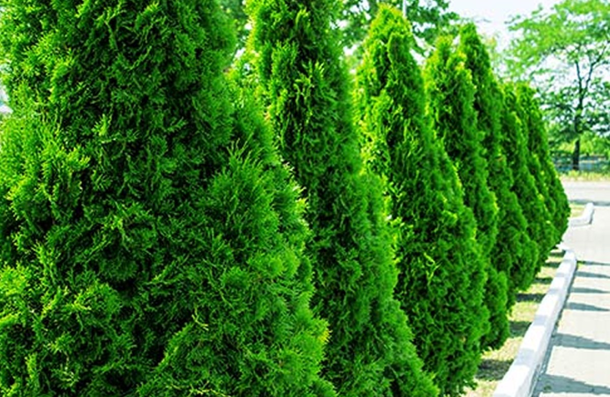 You are currently viewing Tips for Caring for Thuja Green Giant Trees