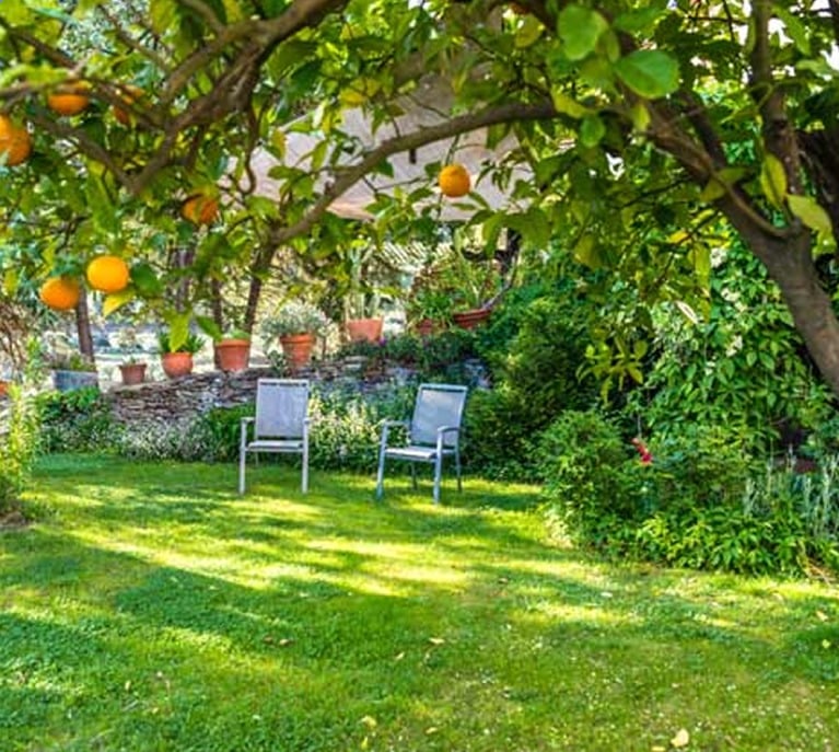 Read more about the article What Should You Know About Your Neighbor’s Trees?
