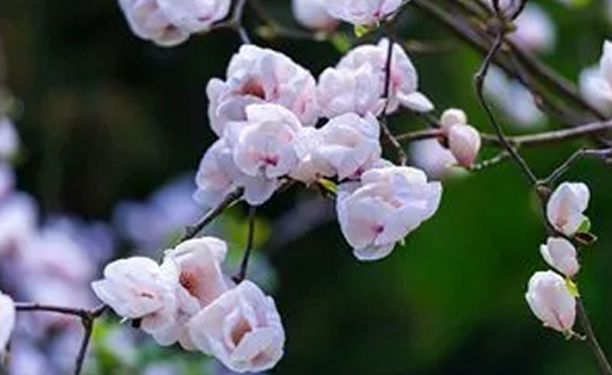 You are currently viewing 5 Flowering Trees That Grow Well in the Jackson Area
