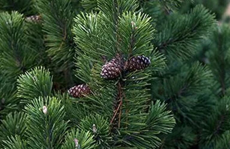 Read more about the article 3 Diseases to Watch out for in Your Conifers