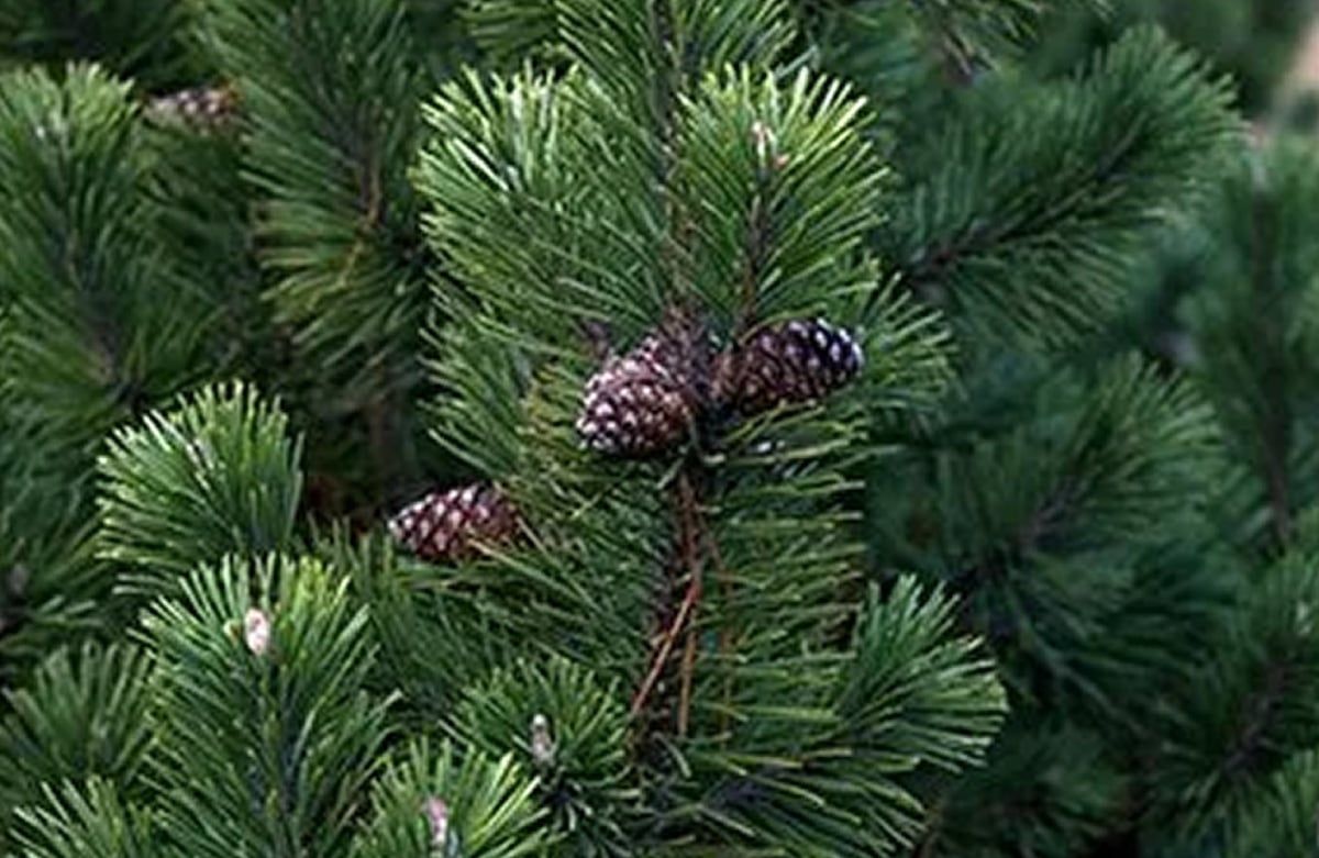You are currently viewing 3 Diseases to Watch out for in Your Conifers