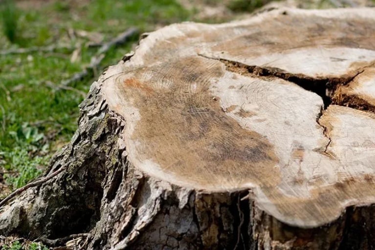 Read more about the article 3 Reasons You May Need to Remove a Tree From Your Property