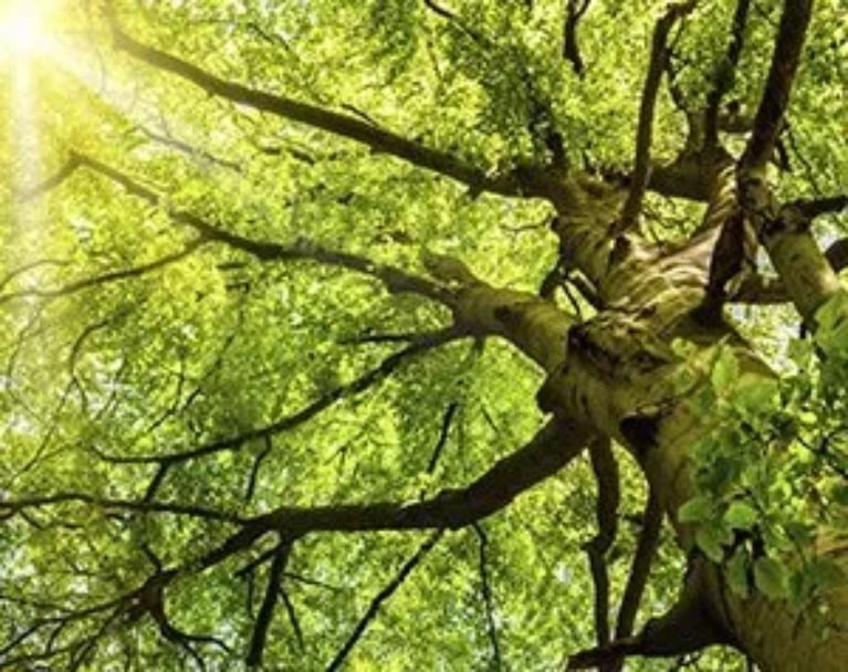 Read more about the article Five Tips For Taking Better Care Of Your Orange Tree