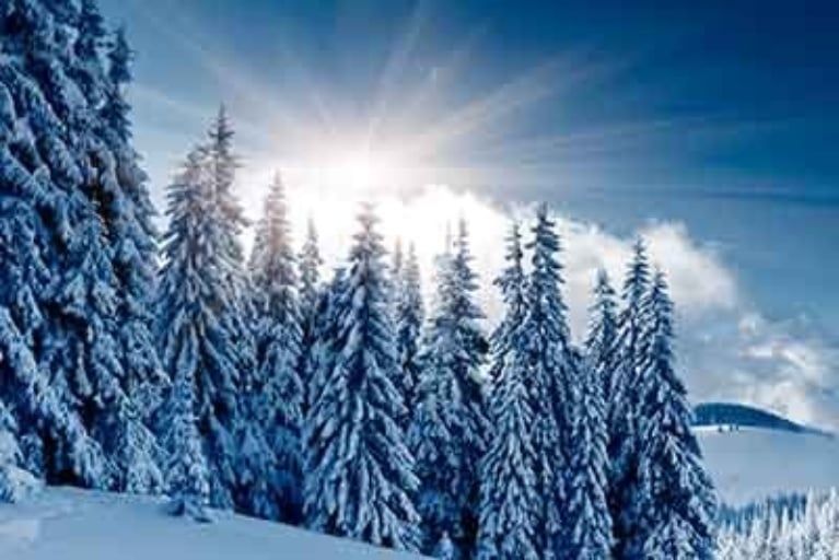 Read more about the article How to Help Protect Trees This Winter