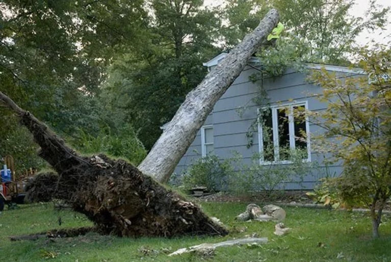 Read more about the article Reasons for Tree Removal