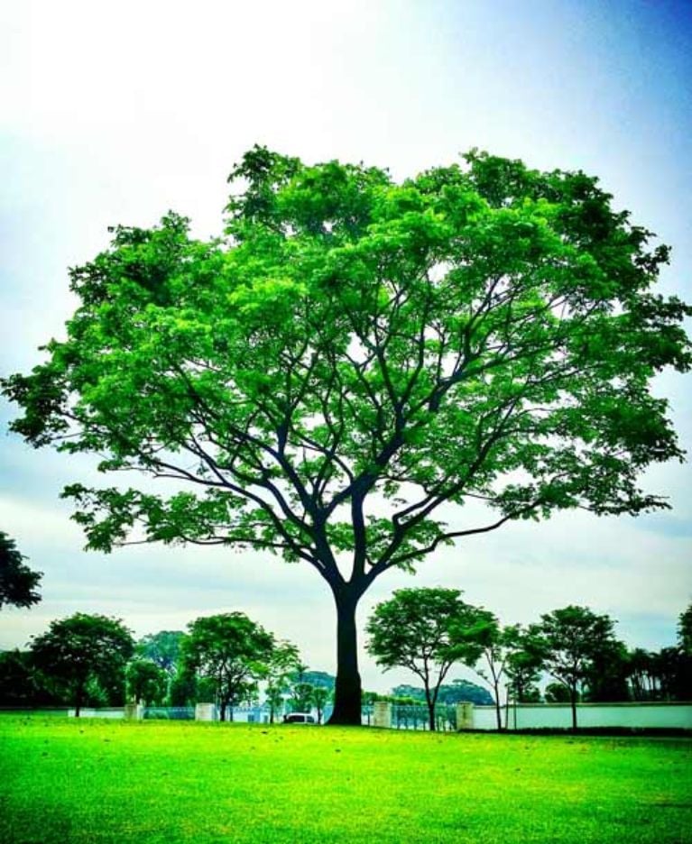 Read more about the article Surviving a Transplant: A Guide to Help You Prepare for Your New Tree