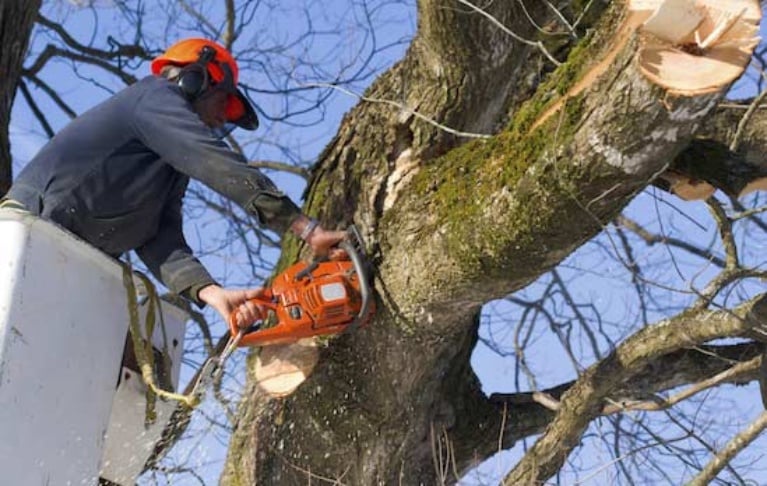Read more about the article The Benefits of Professional Tree Trimming Services