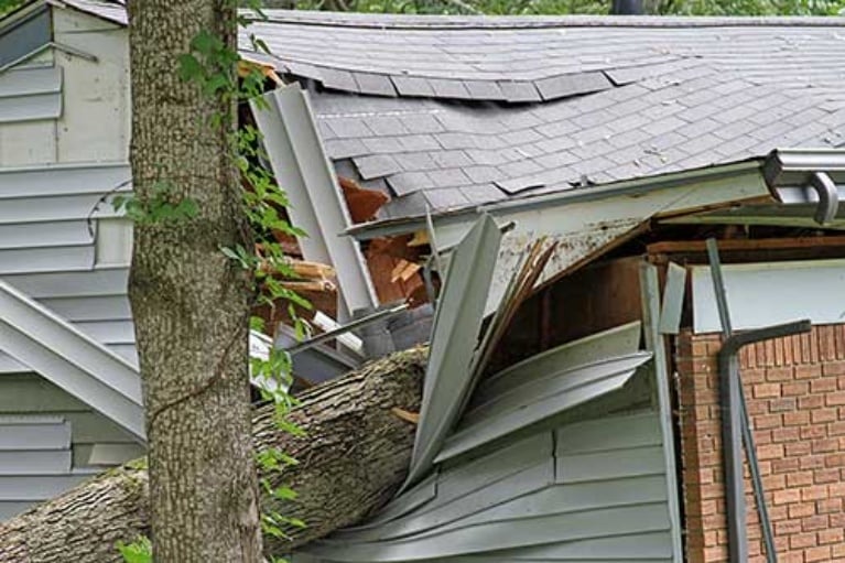 Read more about the article What to Do If a Tree Falls on Your Home